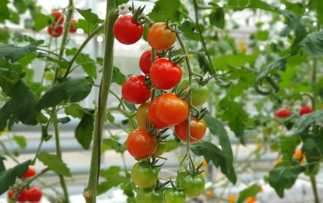 6 рослин, які ніколи не можна садити поруч із помідорами