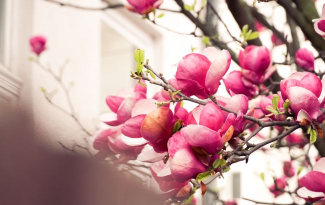 В Мукачево вже розквітли магнолії: місто потопає в красі (фото)