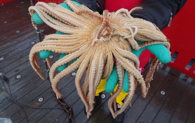 Українські полярники показали морську фауну з дна Південного океану: захоплюючі фото