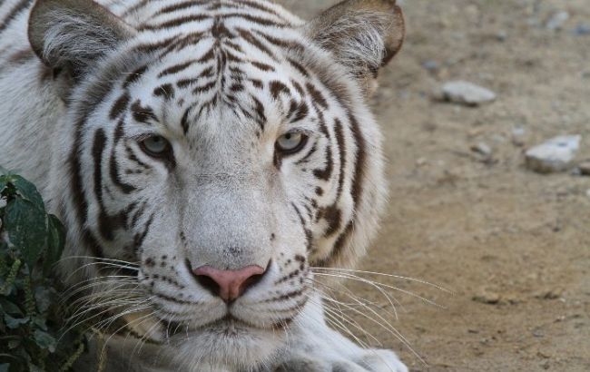 В центре Тбилиси проводится операция по обезвреживанию еще одного тигра