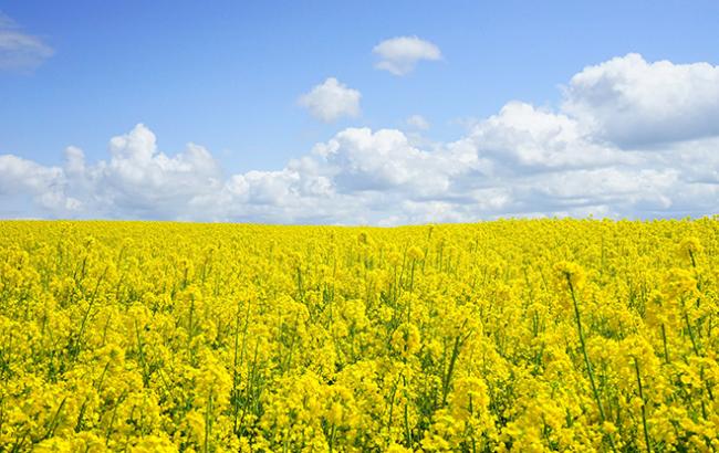 Отмена НДС на экспорт масличных может быть отсрочена до 1 сентября 2018, на рапс - до 2020, - СМИ