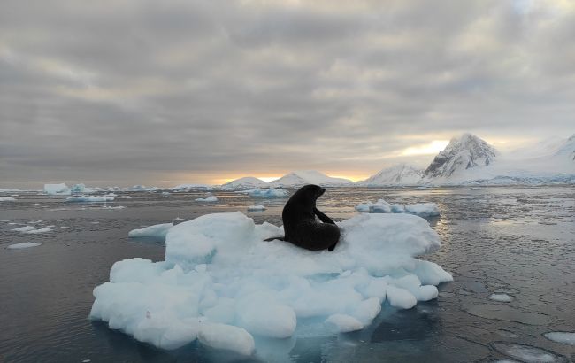 Українські полярники показали котяче "нашестя" в Антарктиці: неймовірні фото