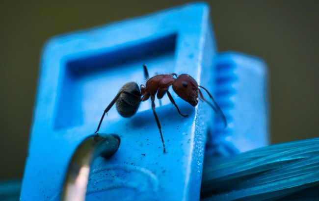 9 продуктів, запах яких відлякує комах-шкідників