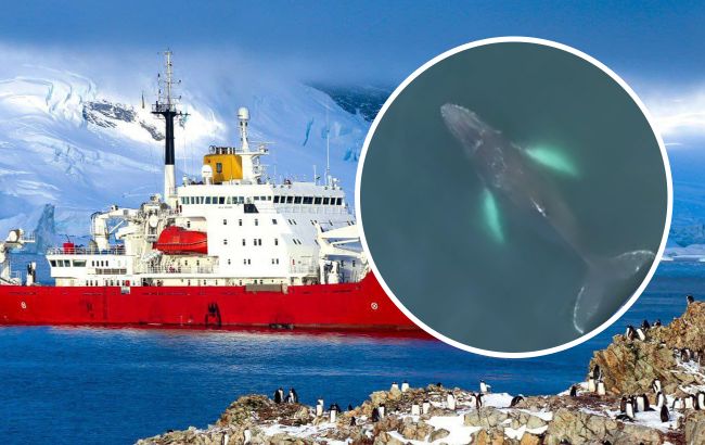 Полярники показали, як дитинча кита-горбача грає наввипередки з "Ноосферою"