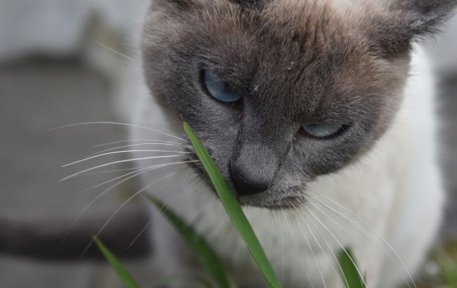 Ці запахи викликають у котів паніку: не використовуйте їх удома