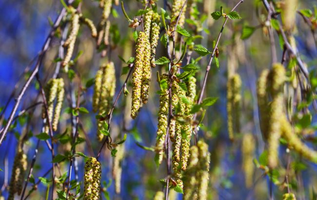 Чому не можна садити березу біля дому
