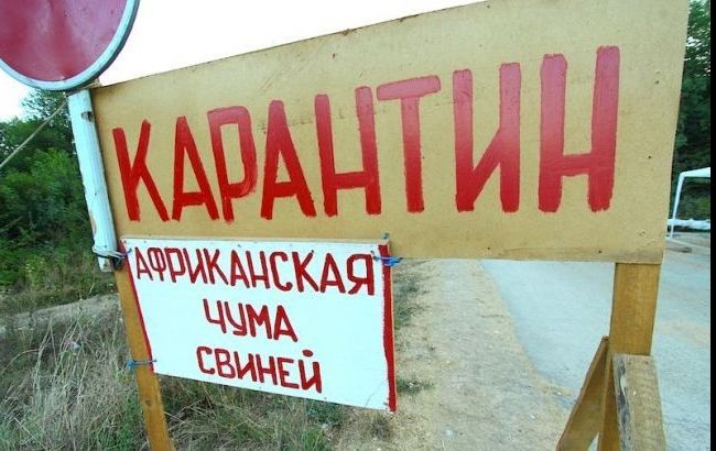 В Броварском районе умертвили 61,7 тыс. голов свиней, - Госветфитослужба