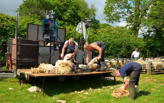 Швеція дозволить в'їзд сезонним працівникам з 8 червня