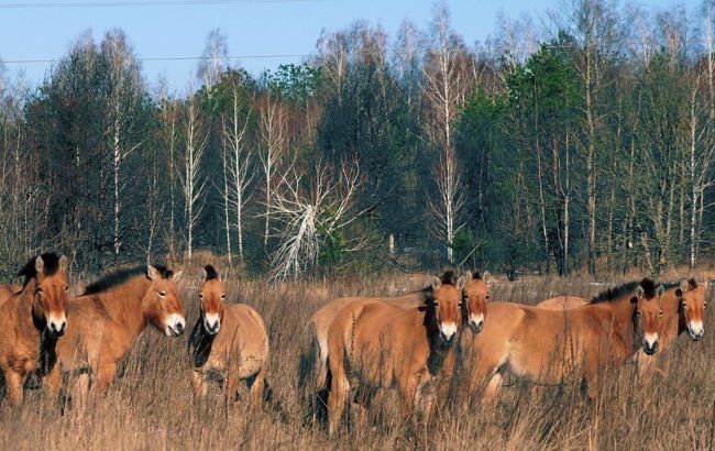 Тварини повертаються до Чорнобиля: у заповіднику побільшало коней і оленів