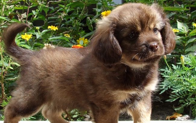 В самолете МАУ погибли 38 щенков в грузовом отсеке: вспыхнул громкий скандал