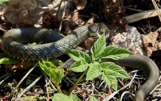 Под Харьковом ядовитая змея укусила ребенка на семейном пикнике (видео)