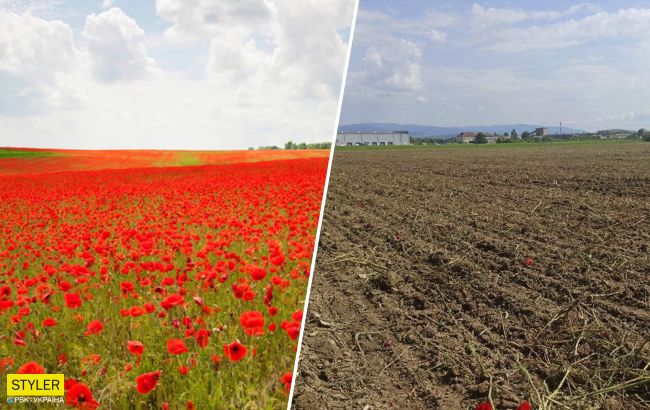 В Мукачево уничтожили туристический объект: люди стояли в очередях, чтобы сделать фото