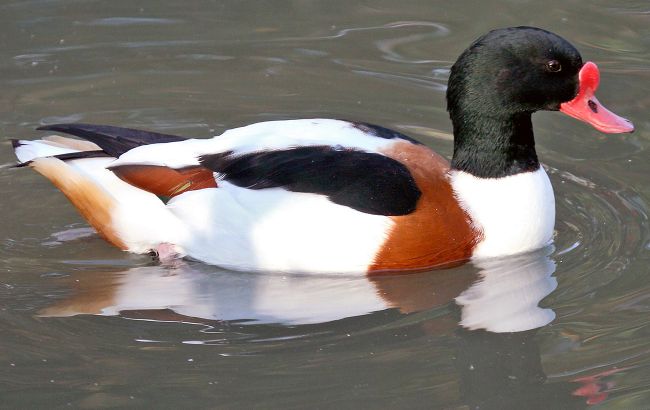 В Украину прилетели более 30 тысяч необычных птиц: кто они (фото)