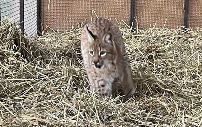 У Києві хотіли продати червонокнижну тварину. Від її виду залишилося лише до 500 особин (фото)