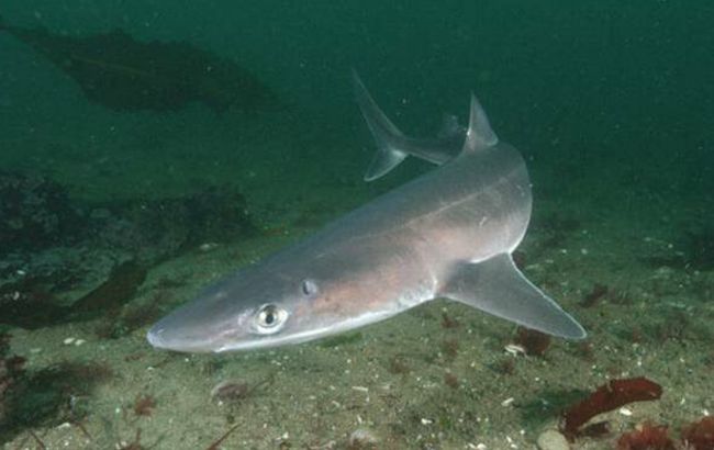На пляж в Одессе заплыла акула: как выглядит и опасна ли она (видео)