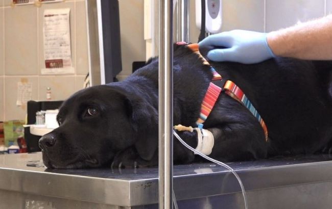 У Черкасах прооперували поранену собаку Єву, яку боєць ЗСУ 12 годин віз із Лимана
