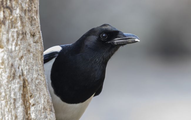 Ми все життя вірили у брехню! Сороки не крадуть прикраси: що з&rsquo;ясували вчені