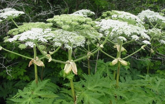 Цвіте прямо зараз: рослина в Україні, яка може залишити без рук або ніг