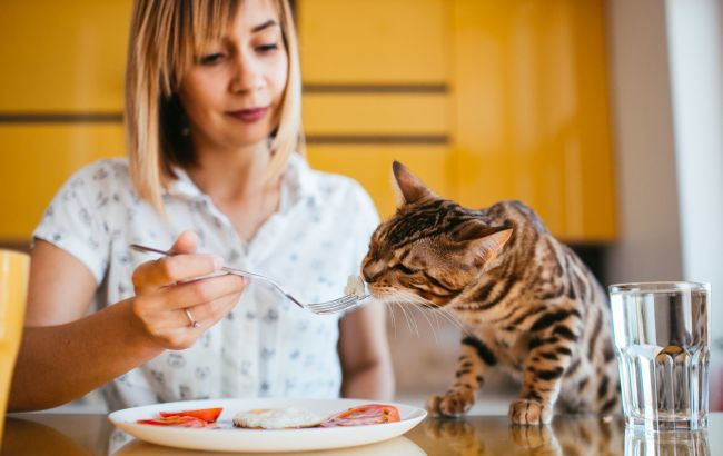 Що категорично не можна давати коту зі святкового столу