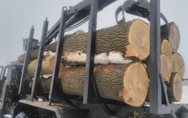 СБУ блокировала хищения краснокнижной древесины на 2 млн гривен