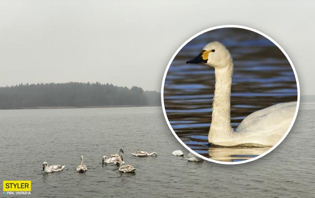 Прилетели из тундры: под Одессой обнаружили редких птиц (видео)