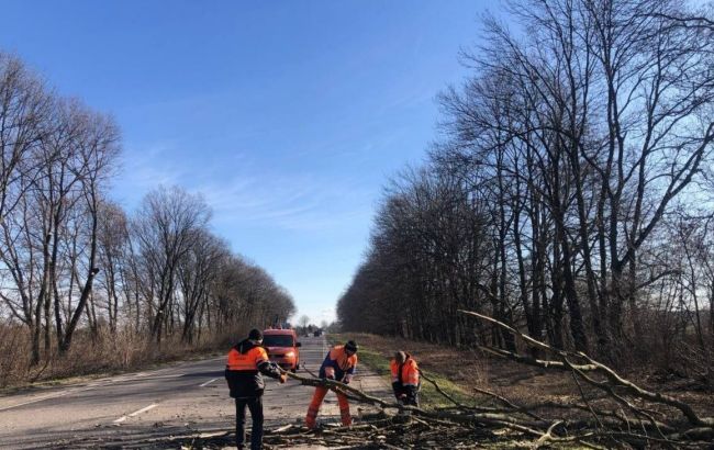 У Львівській області від вітру падають дерева: українцям дали поради