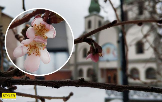 На Закарпатье в канун Рождества расцвела сакура (фото)