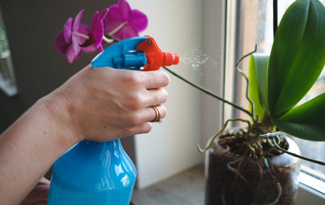 Як позбутися жучків на кімнатних рослинах: домашні методи відповідно до виду шкідника