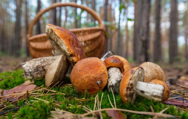 Штраф за збирання грибів, ягід і горіхів: що треба знати, щоб не влетіти у "копійку"