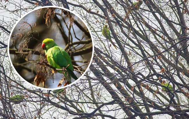 Справжня екзотика. На деревах у Чернівцях оселилися тропічні птахи (фото)