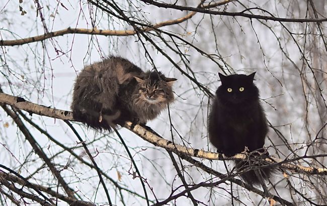 Погода на сегодня: в Украине местами дожди, температура до +14