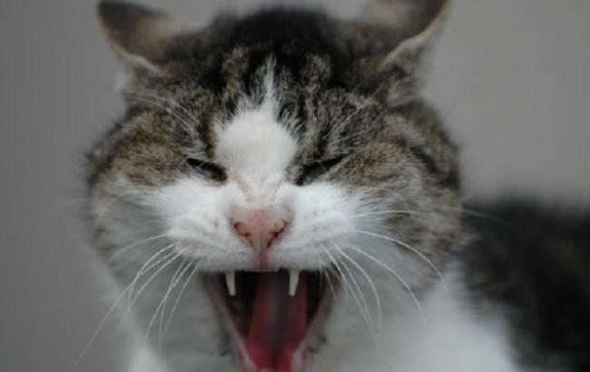 В Харькове в одном из районов города ввели карантин из-за бешенства