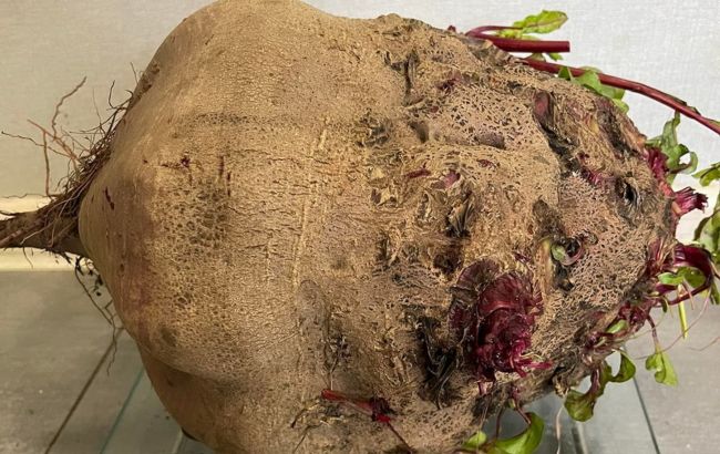 Без жодних добавок. В Україні виростили гігантський буряк (фото)