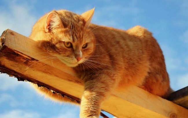 Погода на сегодня: на западе Украины местами дожди, температура до +29