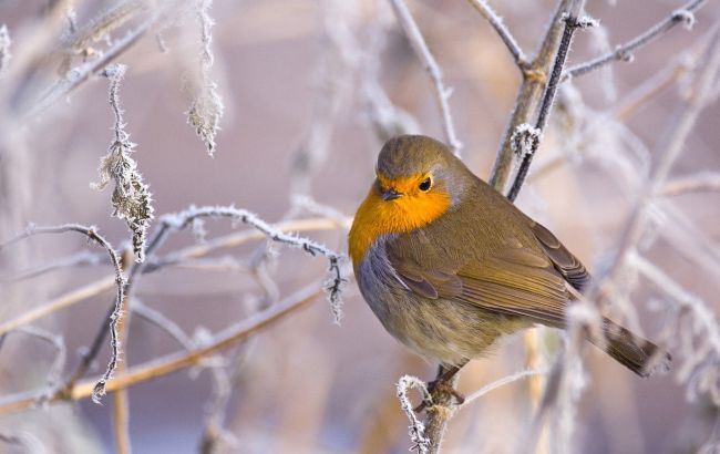 Погода на сегодня: в Украине без осадков, температура до +11