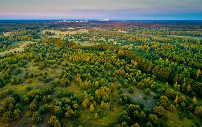 В Чернобыле исследователи увидели очень редкое насекомое: фото ночной красавицы