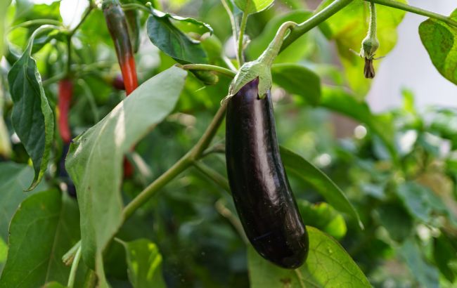 Ось чому у вас погано ростуть баклажани: ці помилки роблять майже усі