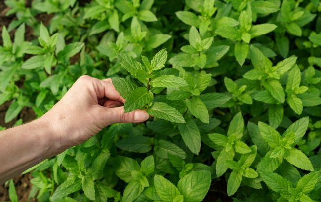 Це краще за будь-яку хімічну обробку: 8 рослин, які відлякують комах