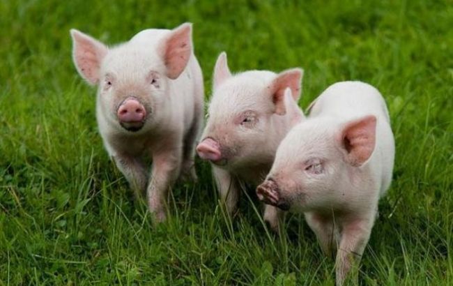 В РФ хотят отдавать санкционные продукты на корм скоту