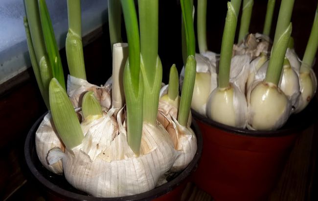 Як виростити часник на балконі за 10 днів: можна отримувати врожай цілий рік