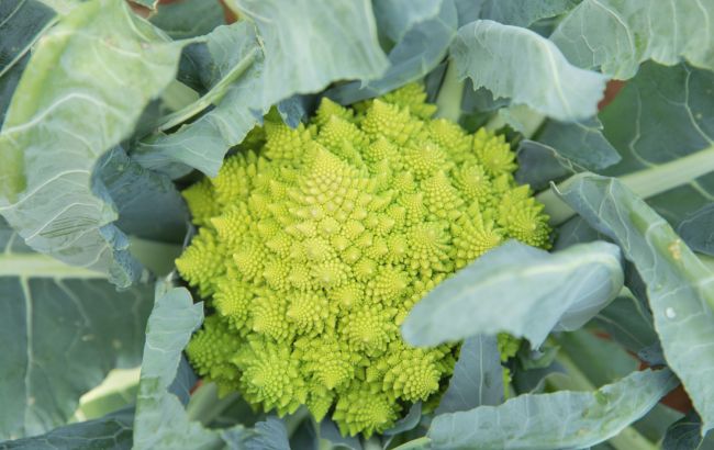 Суперфуд з космічним виглядом: ця маловідома капуста дивує своєю користю
