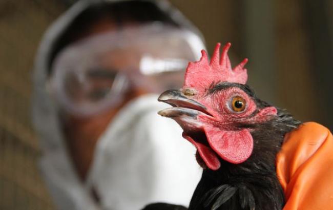 Украина запретила ввоз птицы из Великобритании, Нидерландов и Германии из-за птичьего гриппа