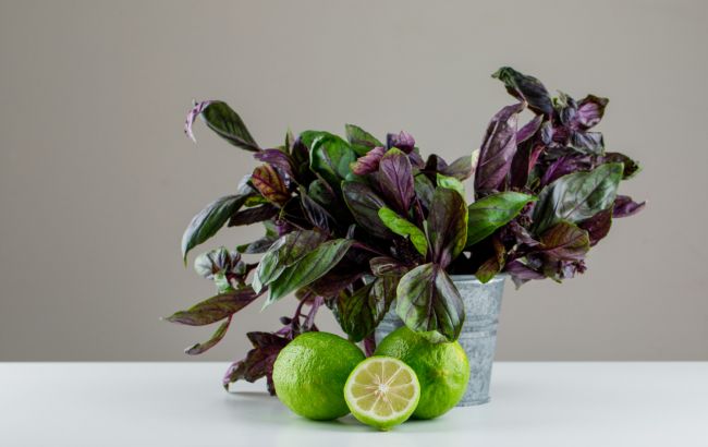 Якщо нема городу: як виростити базилік вдома