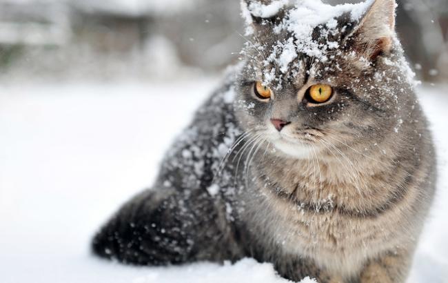 Погода на сегодня: в Украине снег, температура опустится до -10