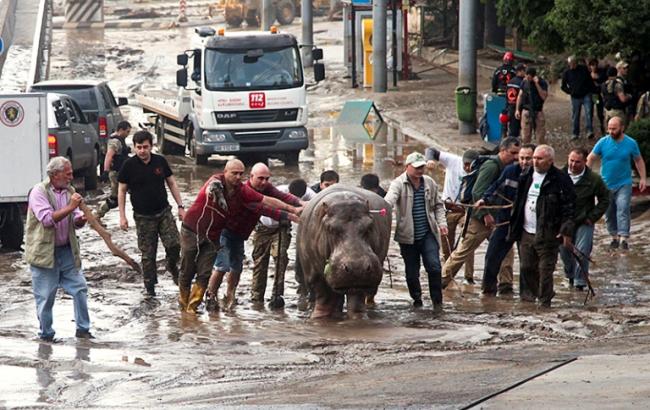 В Тбилиси продолжают ловить животных, сбежавших из зоопарка