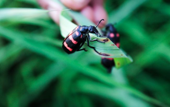 Впадають у сплячку? Експерт пояснив, куди зникають комахи на зиму