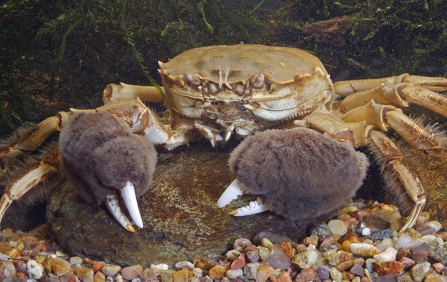 В Украине выловили очень опасных крабов: экологи бьют тревогу