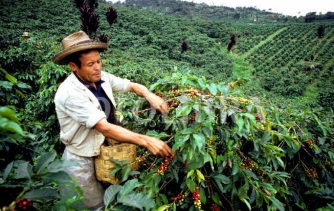 Бразилия впервые в своей истории вынуждена завозить кофе из-за границы