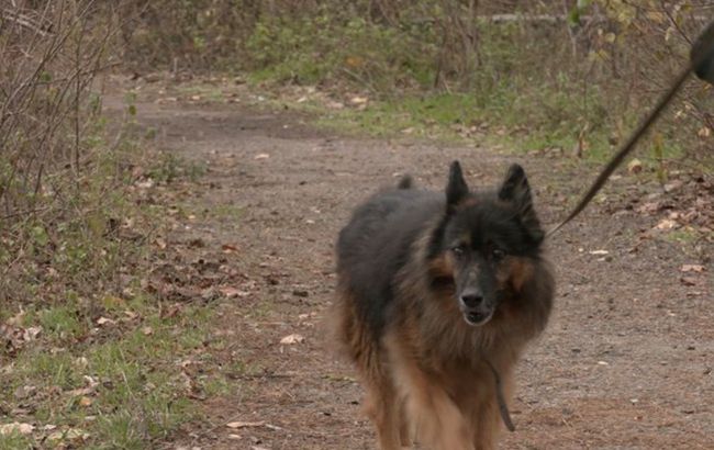 Черкаський "хатіко". Пес 8 років приходить на місце втрати господаря та чекає на нього: відео до сліз