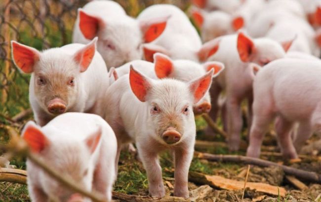 В Одеській області зафіксовано випадок АЧС